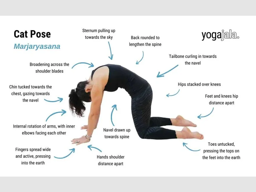 Cat Pose (Marjariasana) — photograph
