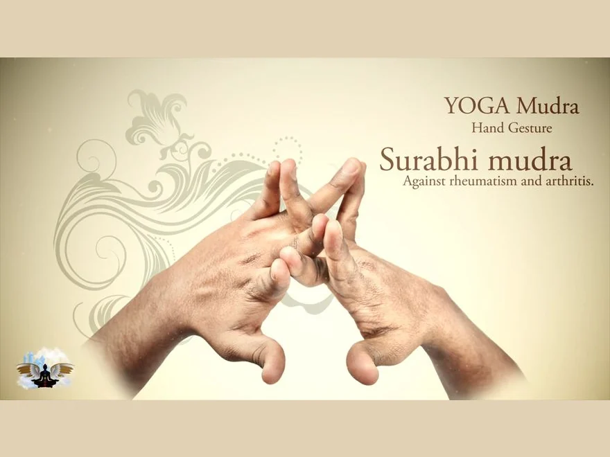 Cow Gesture (Surabhi Mudra) — photograph